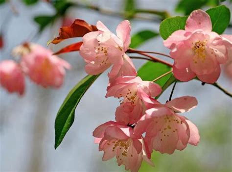 海棠花季節|海棠花开花时间及花期详解（盘点各地海棠花盛开时。